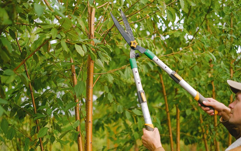 Tree trimming in Lignum, VA