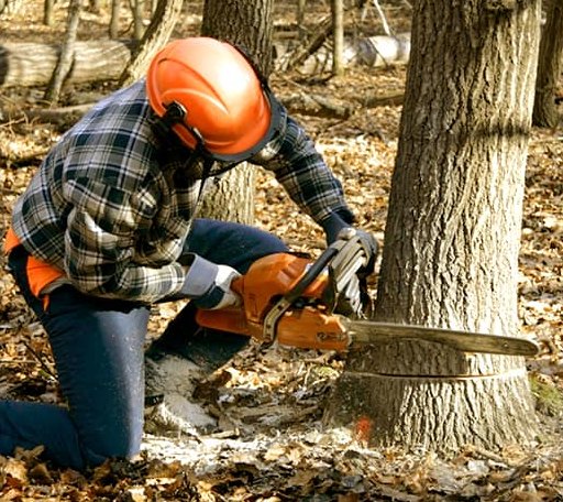 Tree Removal in Lignum, VA